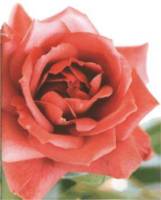 �ԁy�^���w�R���T���^���g���c���@��l���i���΂��@�ЂƂ݁j���z